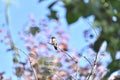 Annas Hummingbird perched in a tree 4 Royalty Free Stock Photo