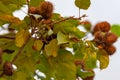 Annato plant also knows as urucum. This is a reddish-colored condiment derived from the Bixa Orellana tree. Gastronomy.