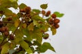 Annato plant also knows as urucum. This is a reddish-colored condiment derived from the Bixa Orellana tree. Gastronomy.