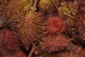 Annatto also known as Roucou or Achiote