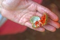 Annatto fruit Zanzibar