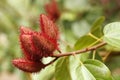 Annatto lipstick plant closeup Royalty Free Stock Photo