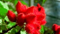 Annatto Lipstick Plant Flower Red Prickling Ends