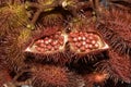 Annatto also known as Roucou or Achiote