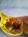 Annatto berry Urucum, opened with seeds, on a table with space for text.