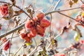 Annatto tree