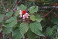 Annatto Tree, medicinal plant and pigment