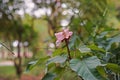 Annatto Tree, medicinal plant and pigment