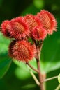 Annatto Tree Seed Pods Royalty Free Stock Photo