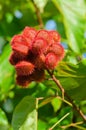 Annatto Tree Seed Pods