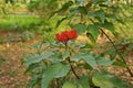 Annatto Tree, tropical plant use as food and natural dye for food