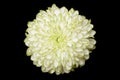 annealed Chrysanthemum on black background Royalty Free Stock Photo