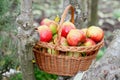 Annie Elizabeth apples in a wicker basket Royalty Free Stock Photo