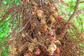 ÃÂ¡annon ball tree. Stem, flowers and fruits. Bottom view Royalty Free Stock Photo