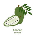 Annona, Soursop. Vector Illustration EPS.