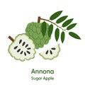 Annona, Sugar Apple. Vector Illustration EPS