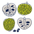 Annona cherimola tropical fruit icon set. Vector doodle illustration of line and color spot