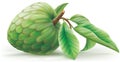 Annona cherimoya fruit with leafes