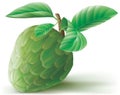 Annona cherimoya fruit