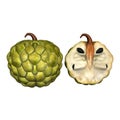 Annona 3D