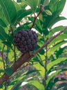 Annona fruit is famous for its fruit called custard apple, Annona fruit that is dry but still attached to the tree branch
