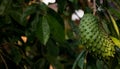 Annona muricata Fruit and tree