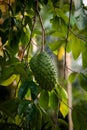 Annona muricata Fruit and tree