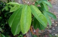 Annona muricata L - Leaf of Soursop fruit