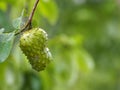 Annona muricate Thai fruit yellow ripe small durian on nature blurred background