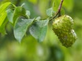 Annona muricate Thai fruit yellow ripe small durian on nature blurred background