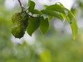 Annona muricate Thai fruit yellow ripe small durian on nature blurred background