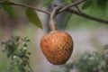 Annona reticulata fruits