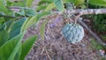 Annona Squamosa custard aple Royalty Free Stock Photo