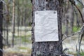 An announcement, a letter, a message on a tree in the forest Royalty Free Stock Photo