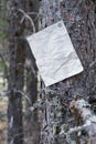 An announcement, a letter, a message on a tree in the forest Royalty Free Stock Photo