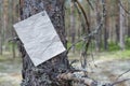 An announcement, a letter, a message on a tree in the forest Royalty Free Stock Photo