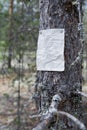 An announcement, a letter, a message on a tree in the forest Royalty Free Stock Photo