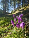 The announcers of spring, the beautiful branduses purple Crocus Royalty Free Stock Photo