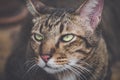 Feline Frustration: Close-Up of Annoyed Brown Tabby Cat Royalty Free Stock Photo