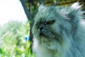 Annoyed cat with an angry face, portrait of disgruntled pet, evil looking Royalty Free Stock Photo