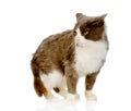 Annoyed cat. on white background Royalty Free Stock Photo