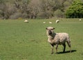 Annoyed or cross Shropshire sheep in meadow Royalty Free Stock Photo
