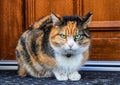 A annoyed domestic cat look at camera. A kitten sitting on doormat before home door. Never touch her. Green eyes Royalty Free Stock Photo