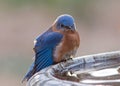 Annoyed male bluebird