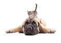 Annoyed Mastiff Puupy With Kitten on Head Royalty Free Stock Photo