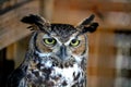 An annoyed owl Royalty Free Stock Photo