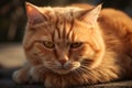 Annoyed red cat looking at camera frowningly. Angry pet stares suspiciously. Generative AI