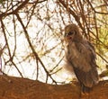 An annoyed VerreauxÃÂ´s Eagle Owl Royalty Free Stock Photo