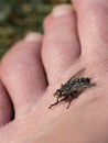 Annoying fly on a foot Royalty Free Stock Photo