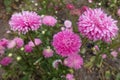 Annual aster with many pink flowerheads in September